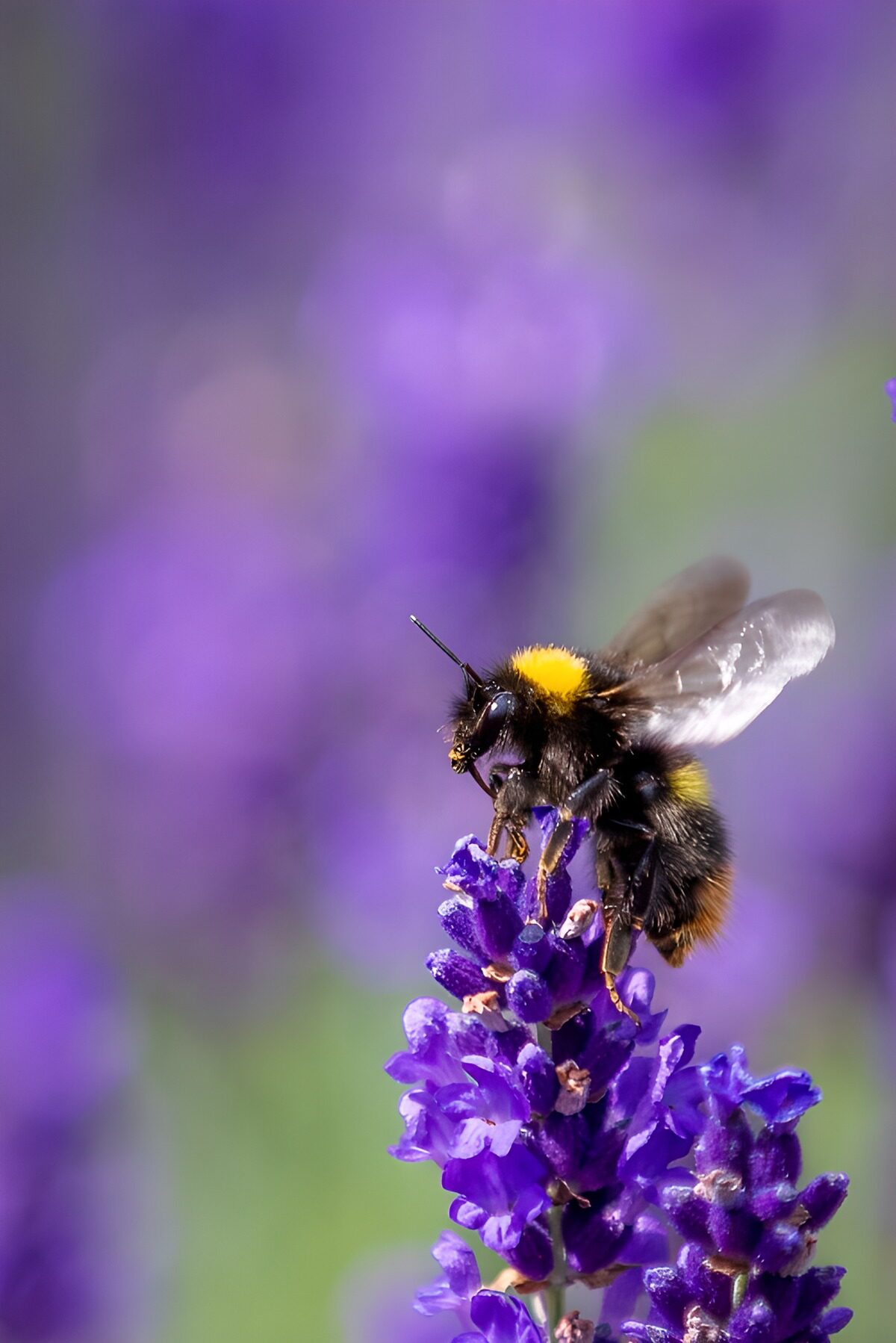 OCCOM6755751: Bumblebee on Lavender Bloom