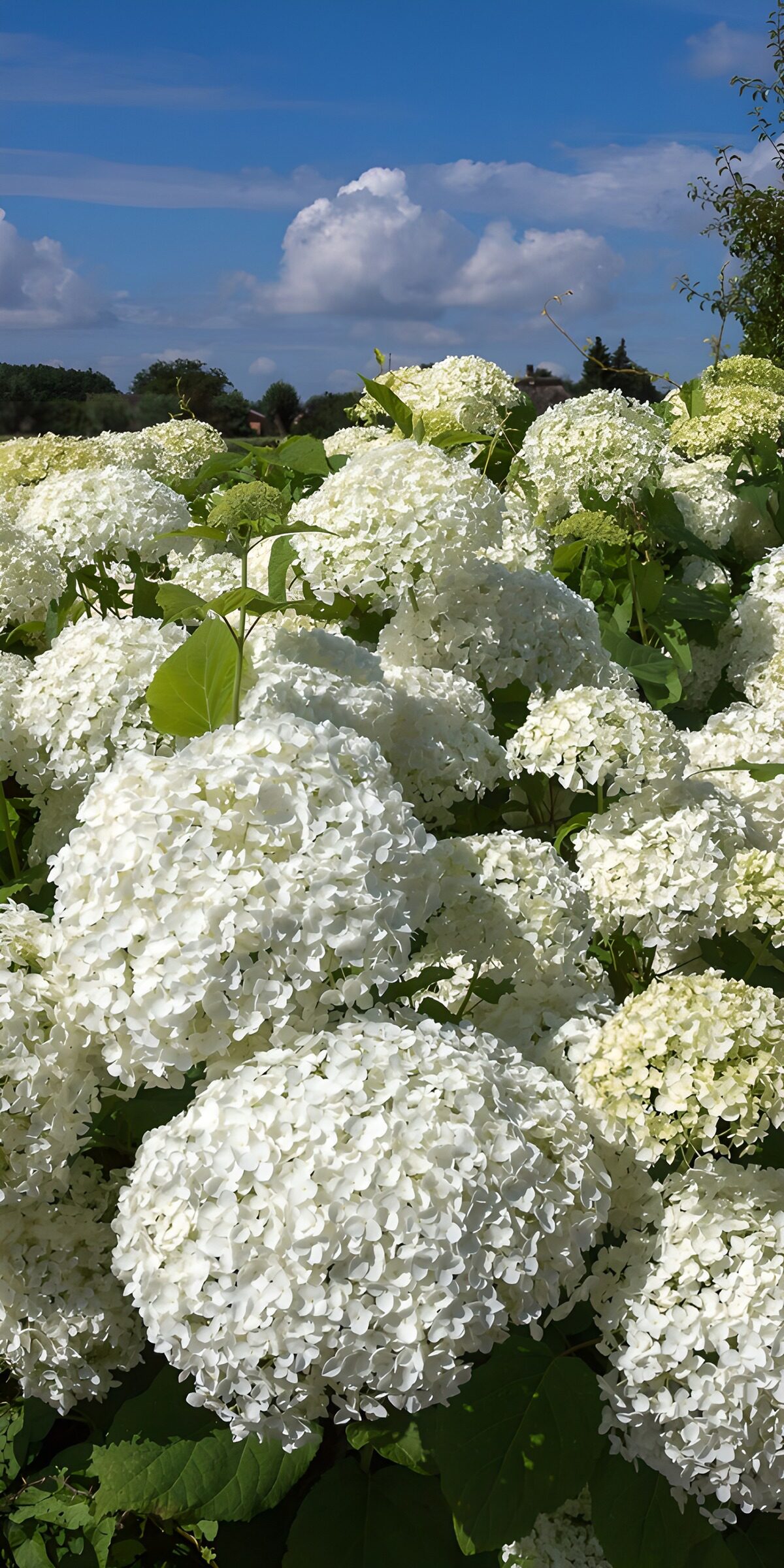 OCCOM3782981: Lush White Hydrangea Blooms Under Blue Sky
