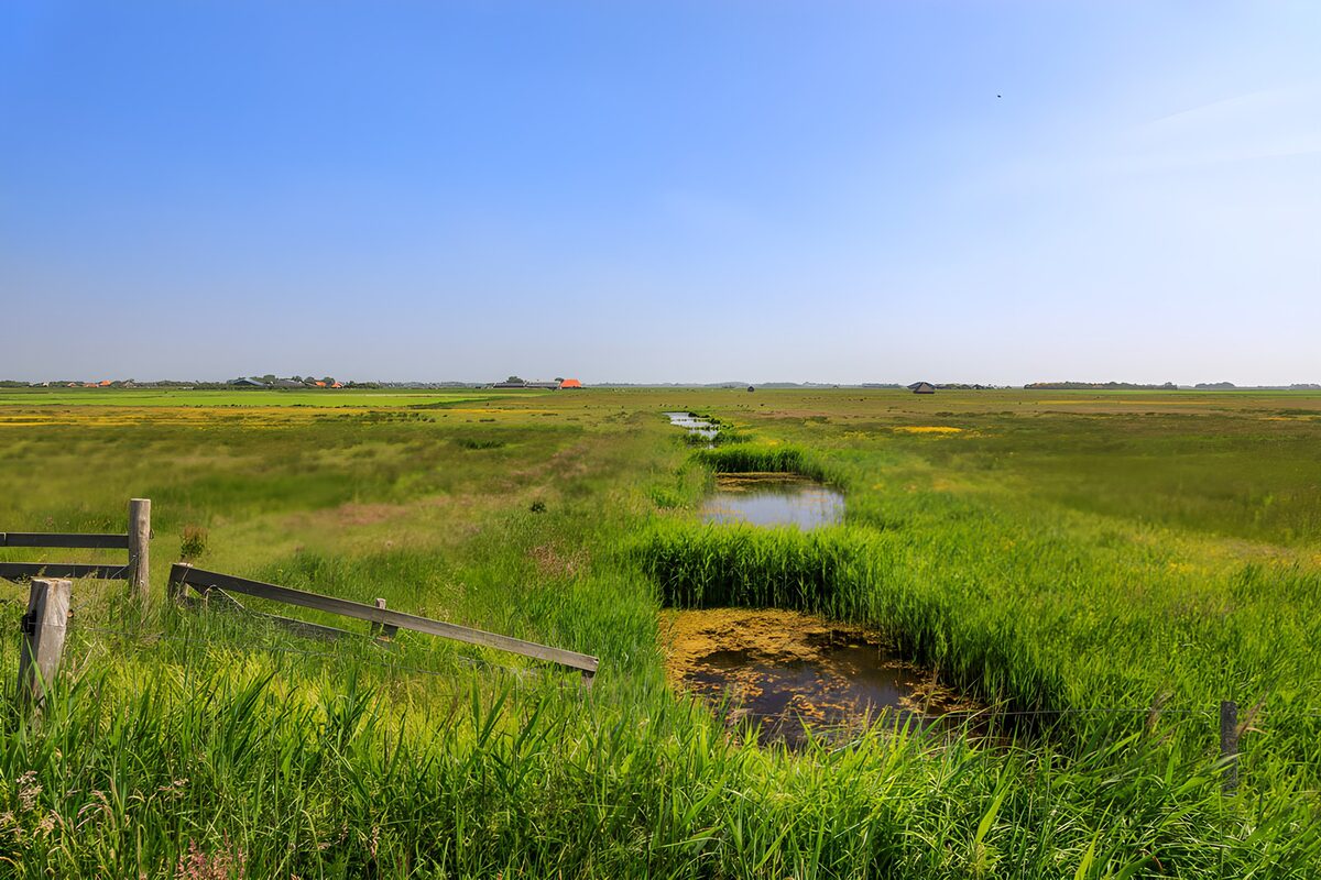 OCCOM3801112: Scenic Marshland Under Clear Blue Sky
