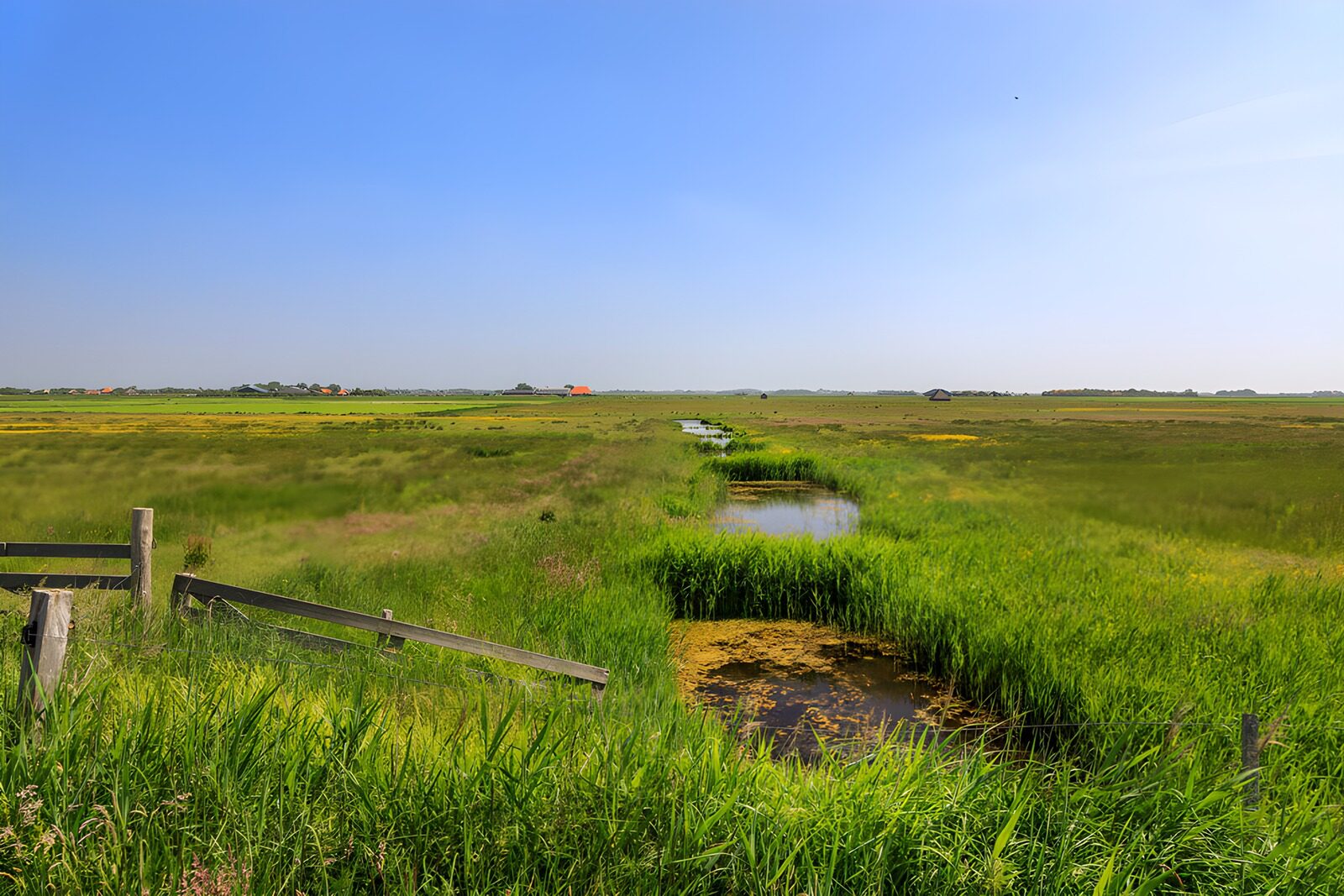 OCCOM3801112: Scenic Marshland Under Clear Blue Sky