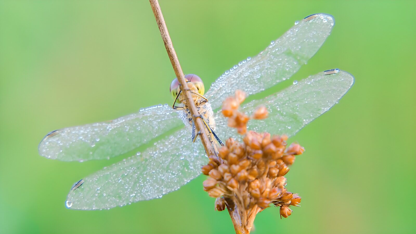 OCCOM8746247: Dew-kissed Dragonfly on a Flower