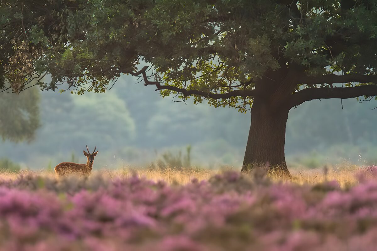 Serene Doe Beneath a Spreading Oak