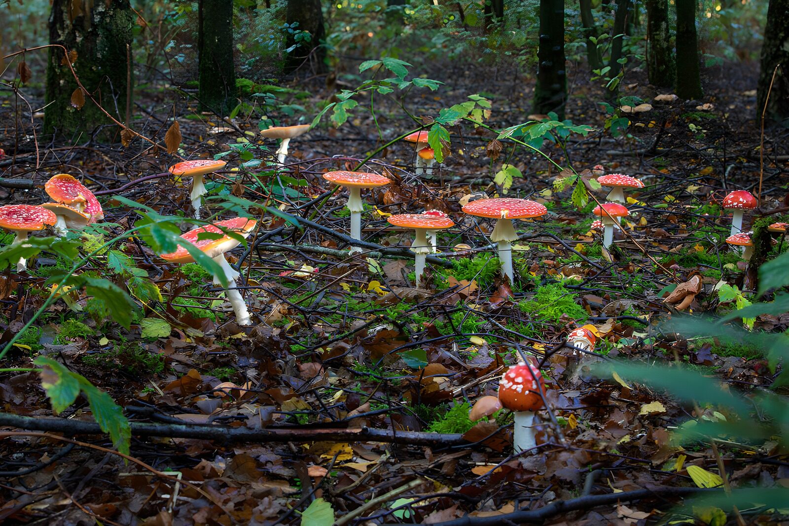 OCCOM2520880: Enchanted Forest of Mushrooms