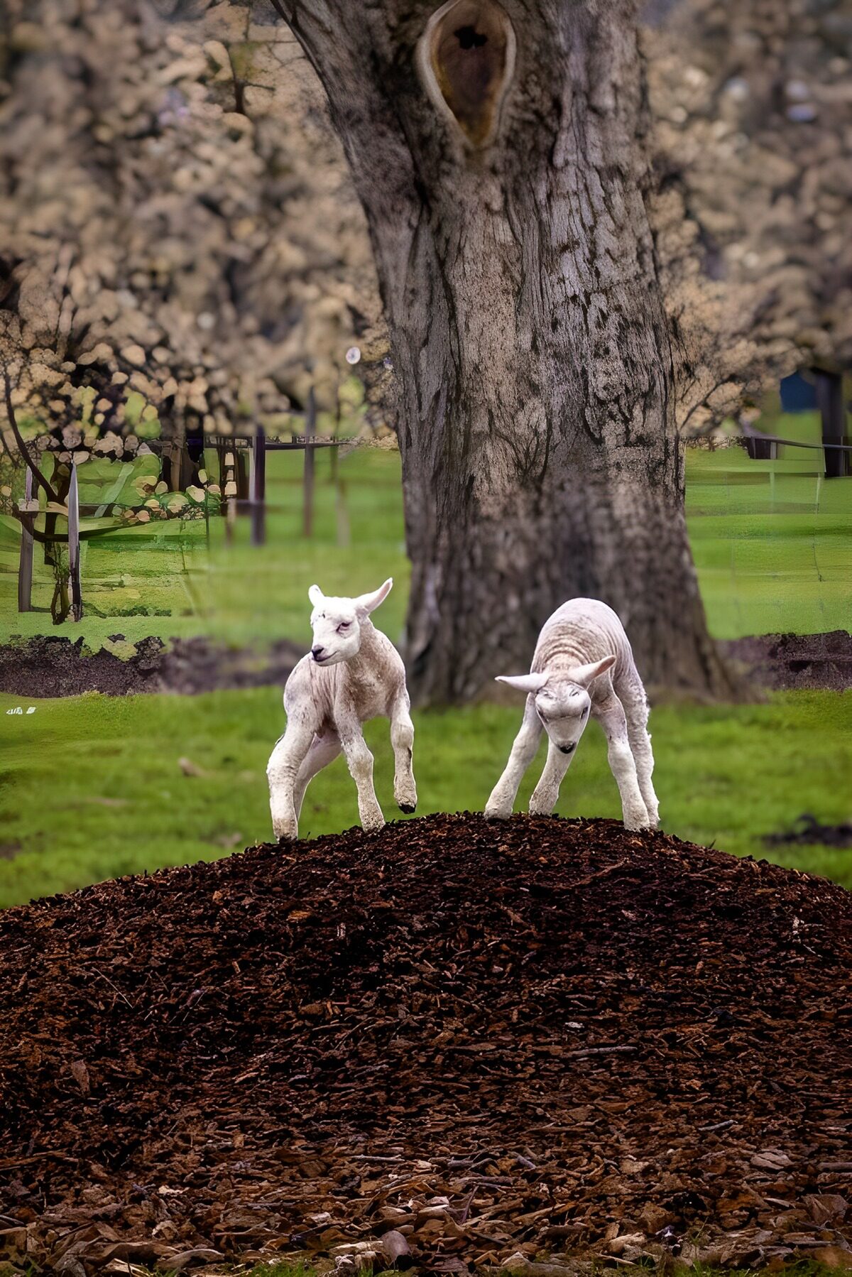 OCCOM4688217: Playful Lambs on a Mulch Hill