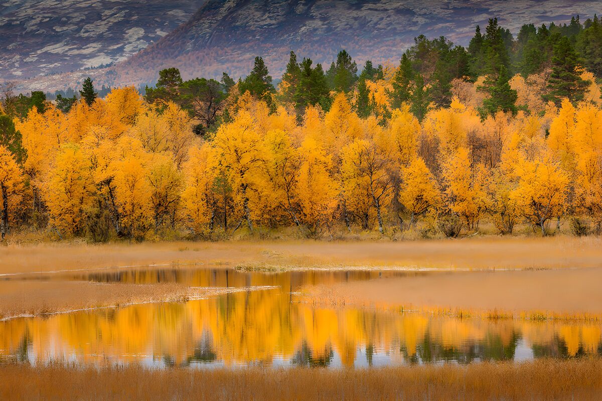 Autumn Serenity in Golden Hues