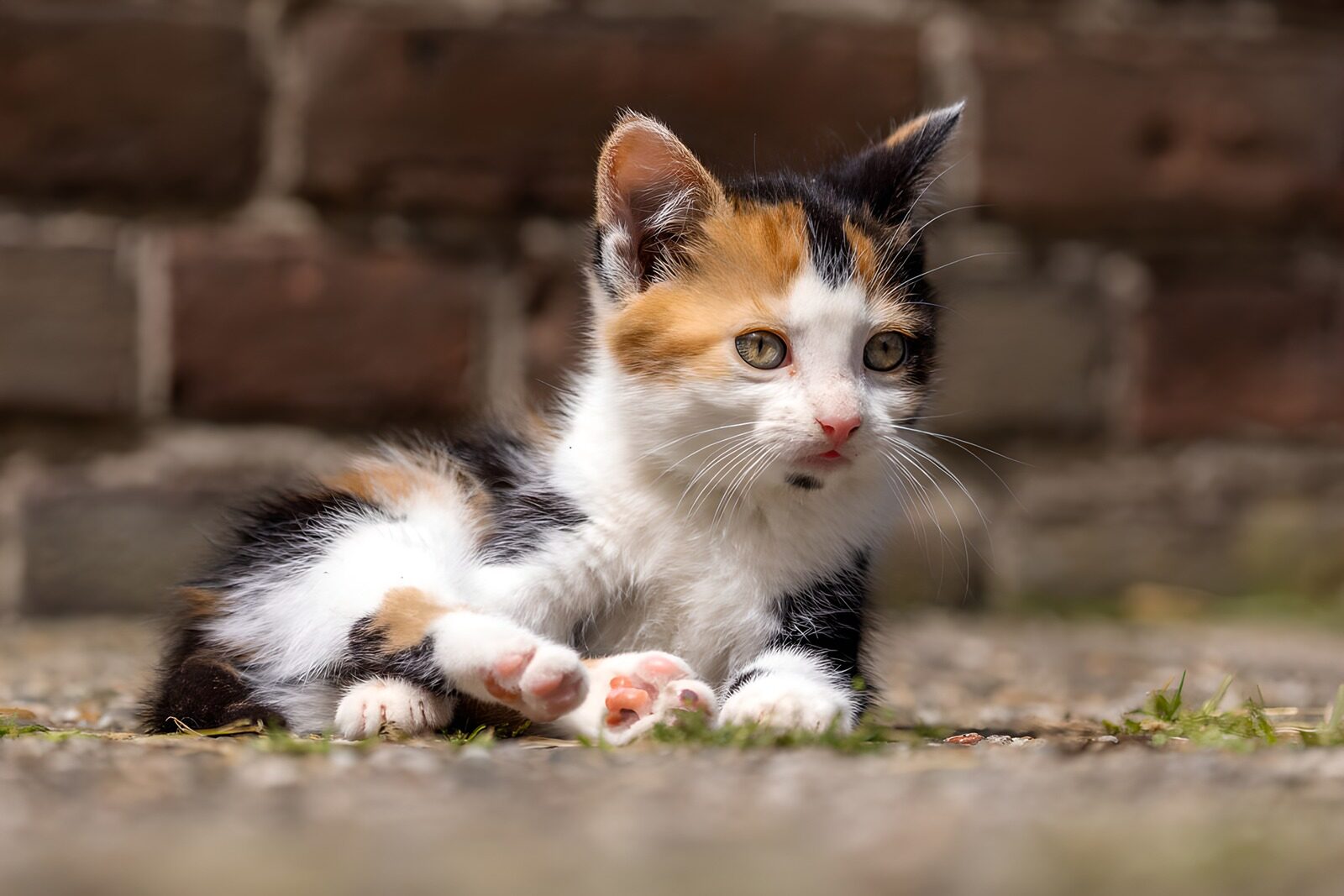OCCOM3382267: Calico Kitten Resting