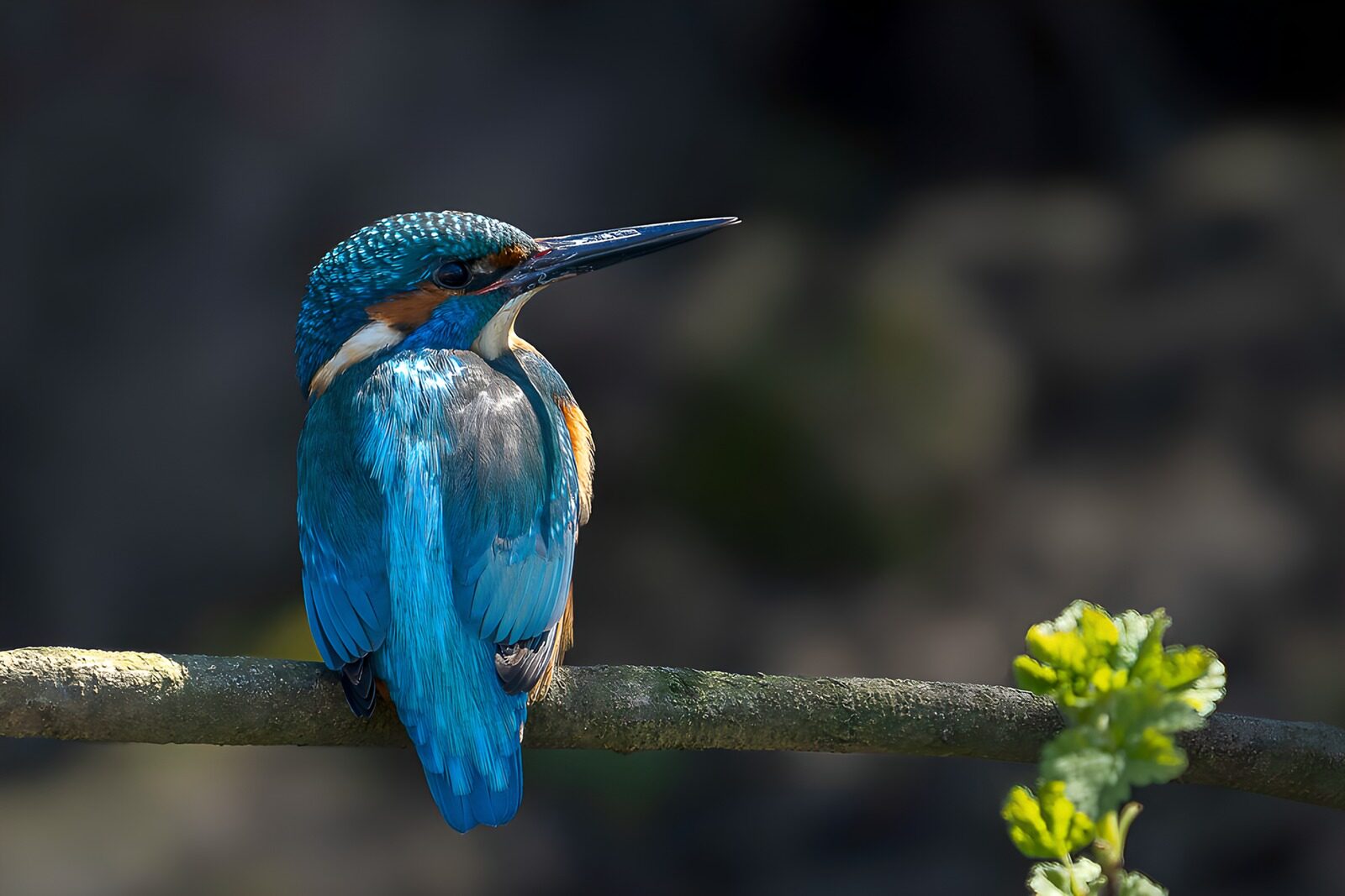 OCCOM8265773: Vibrant Kingfisher Perched on a Branch