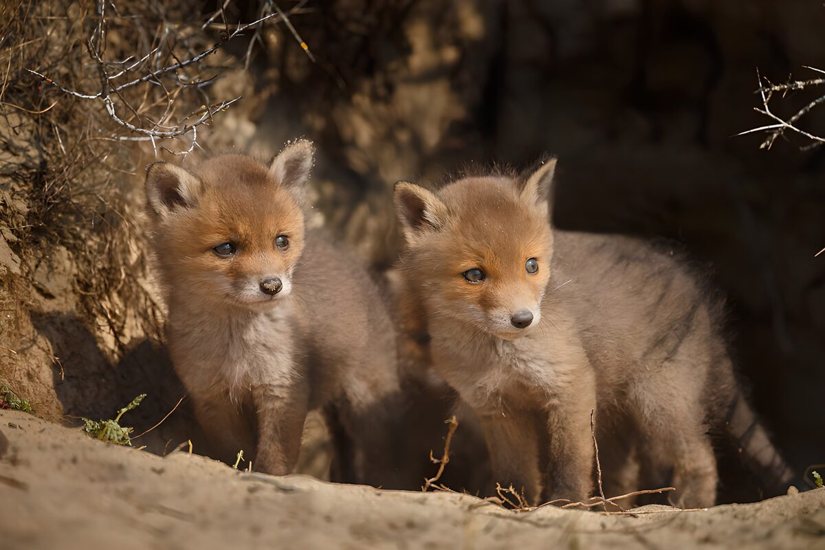 Playful Fox Cubs in Nature