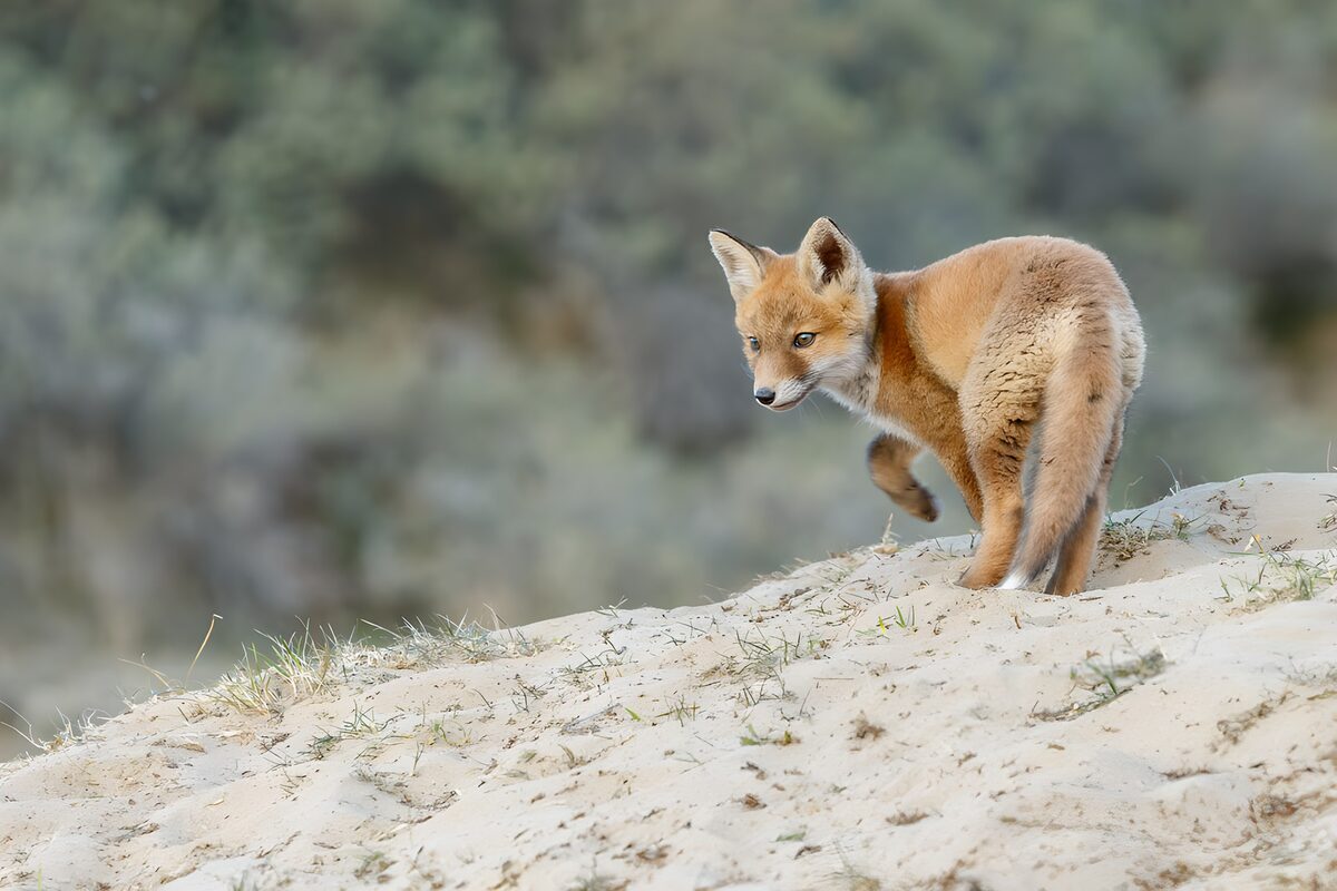 Curious Young Fox in Natural Habitat