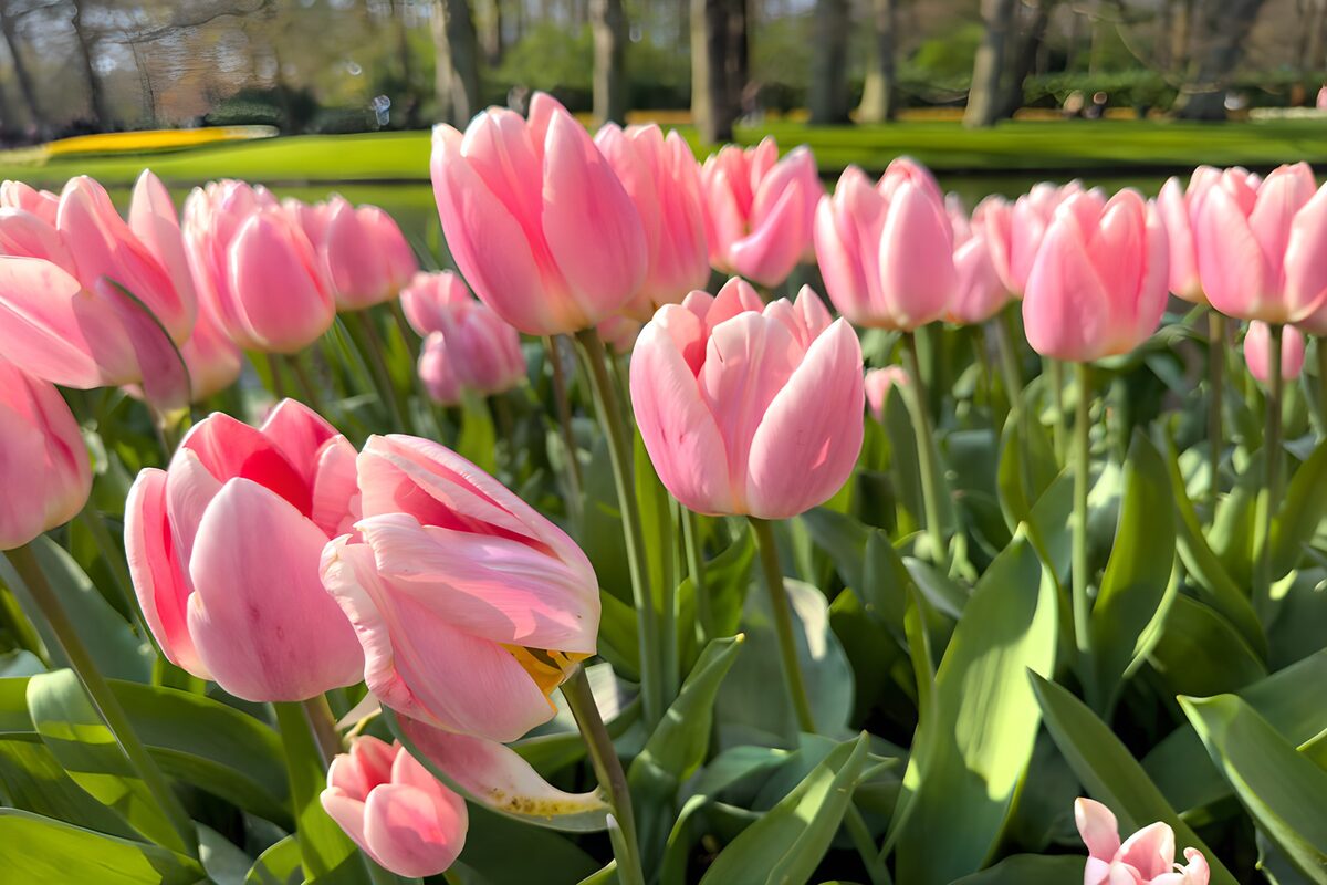 Delicate Pink Tulips in Bloom