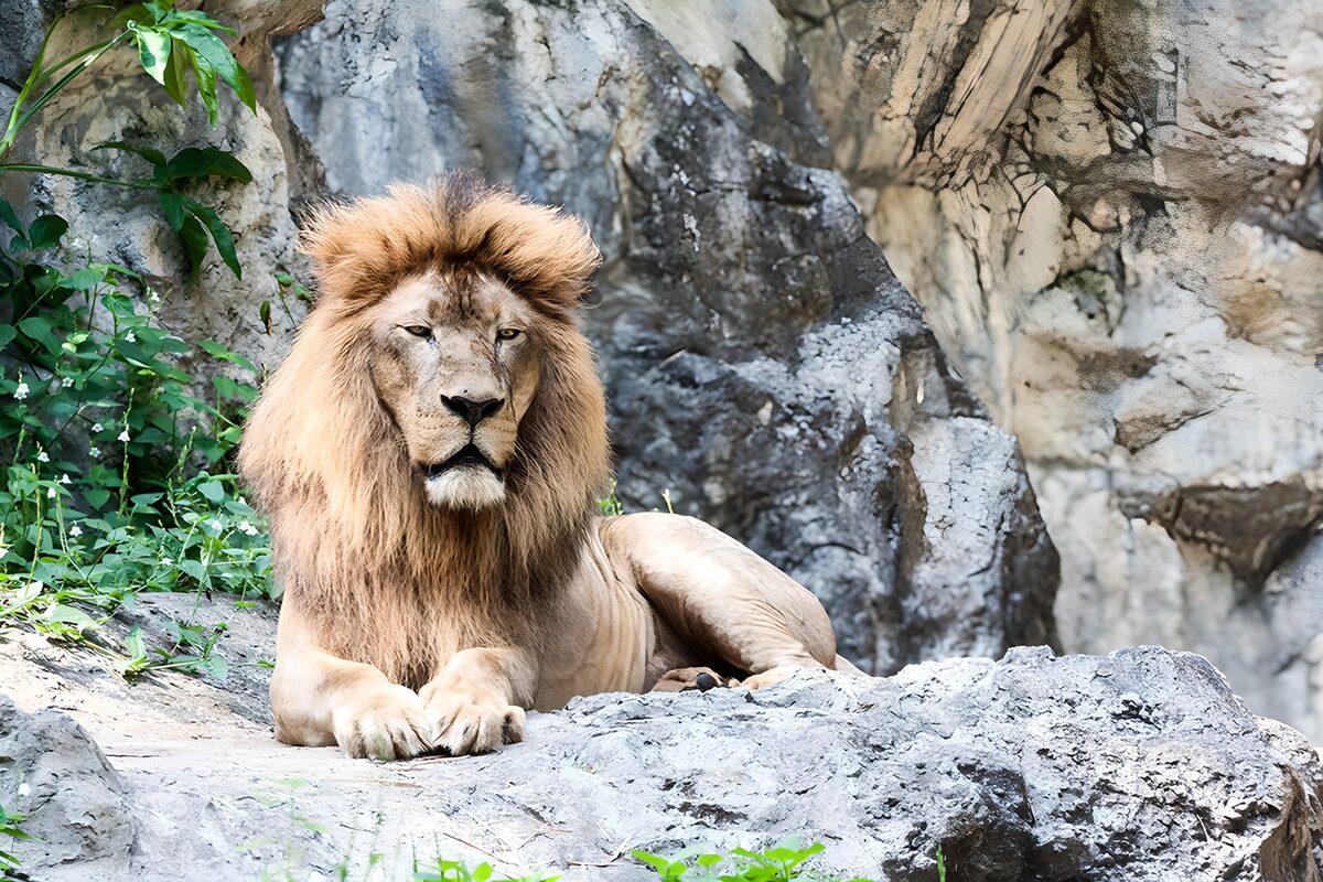 Majestic Lion at Rest