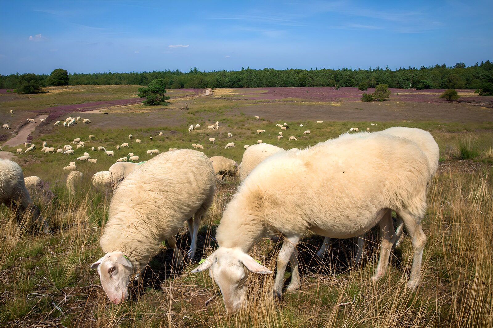 OCCOM4250724: Serene Pasture with Grazing Sheep