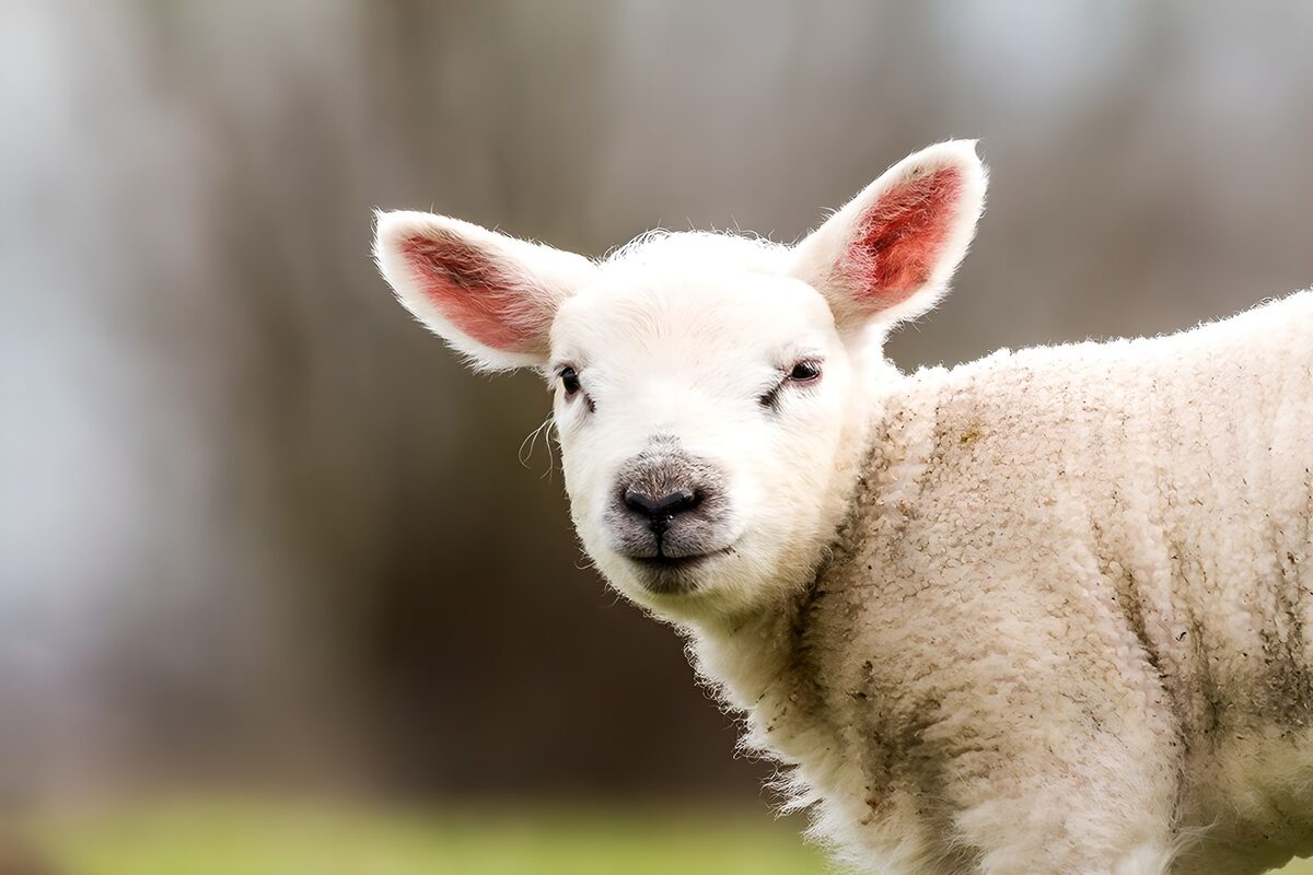 Charming Lamb in the Meadow