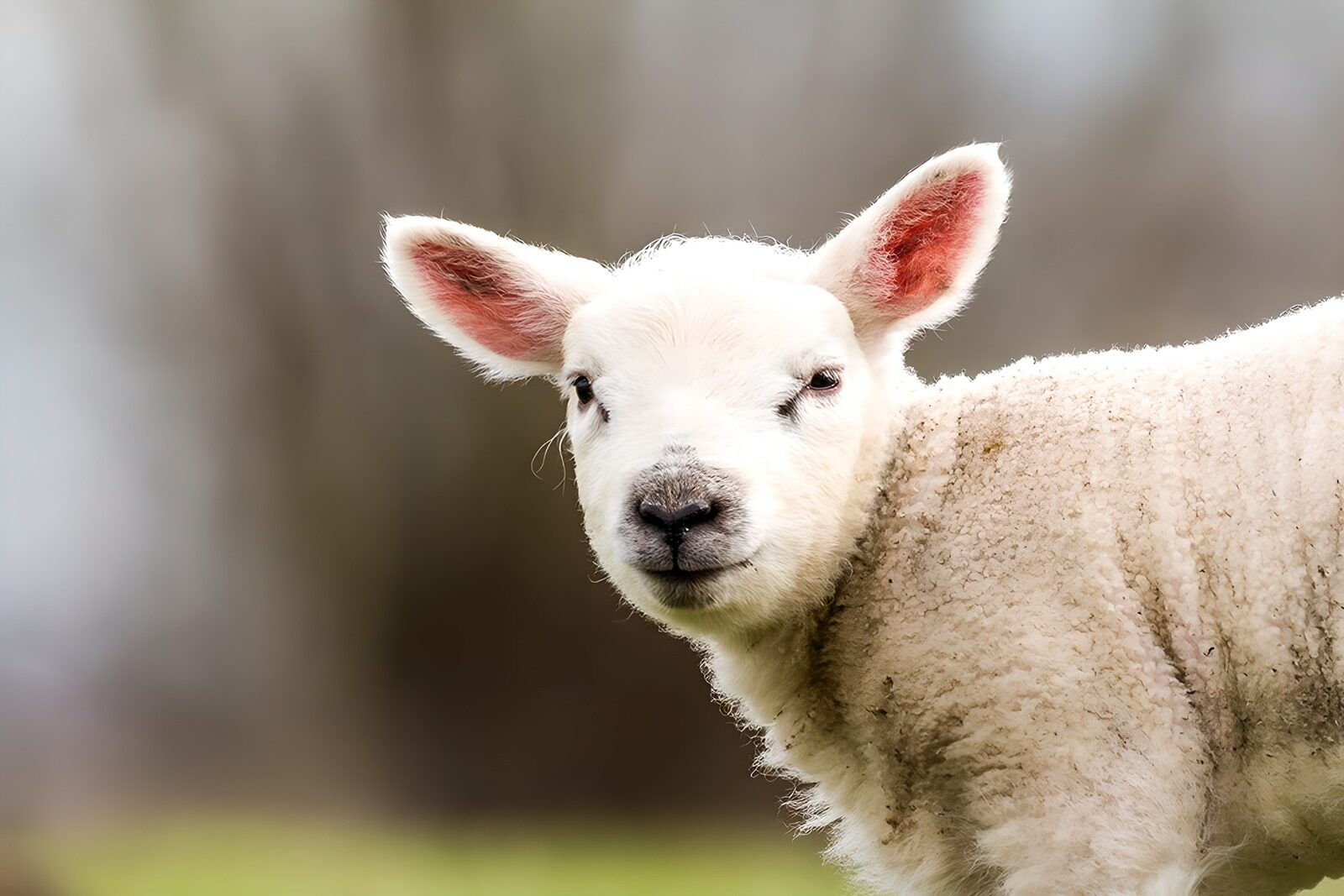 OCCOM2121051: Charming Lamb in the Meadow