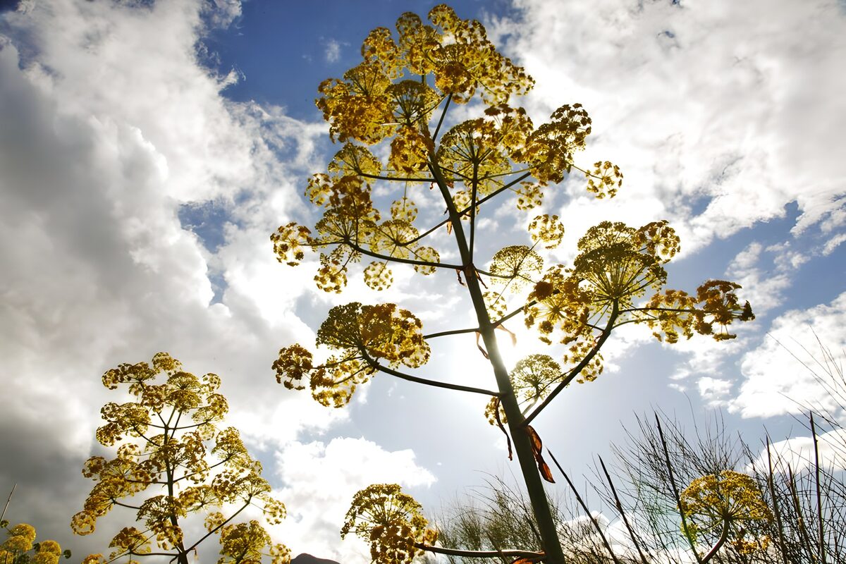 Golden Blossoms Under Skies