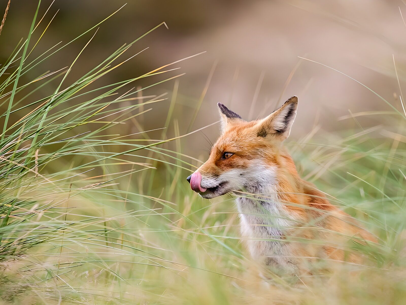 OCCOM2358769: Clever Fox Amidst Tall Grass