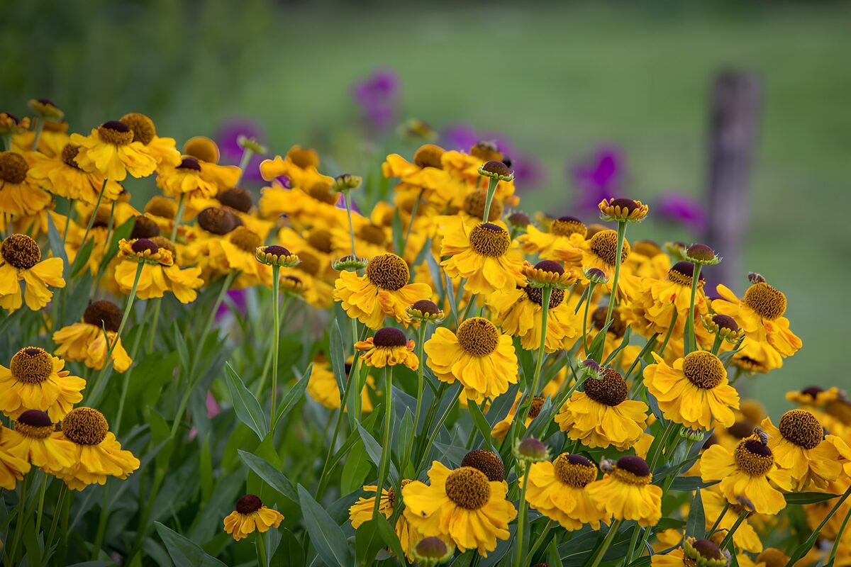OCCOM4193150: Vibrant Yellow Flower Garden