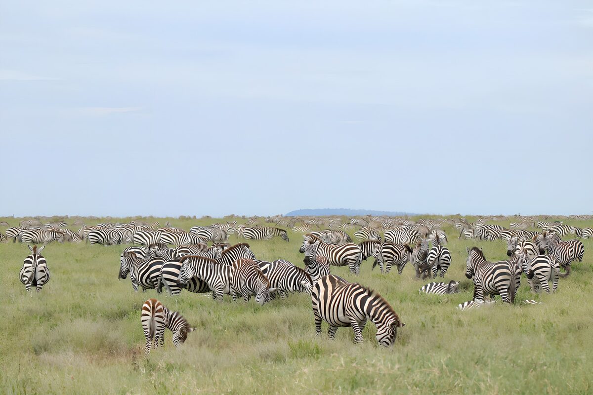 Herd of Zebras in a Vast Grassland