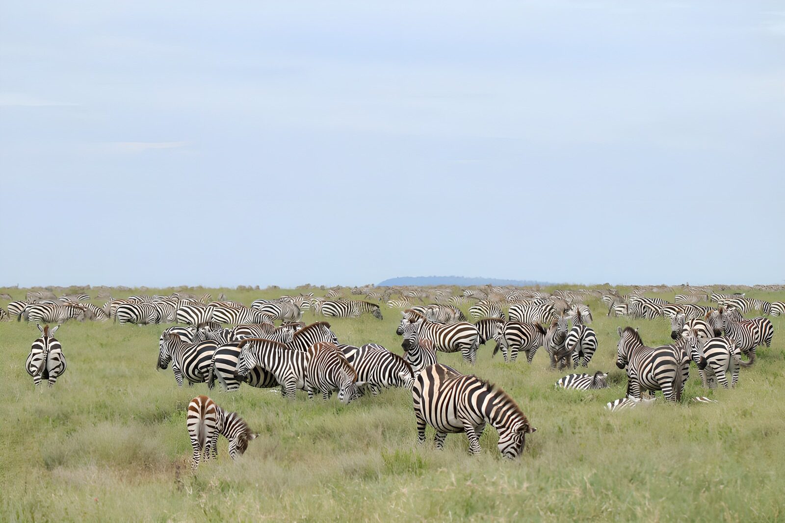 OCCOM9445763: Herd of Zebras in a Vast Grassland