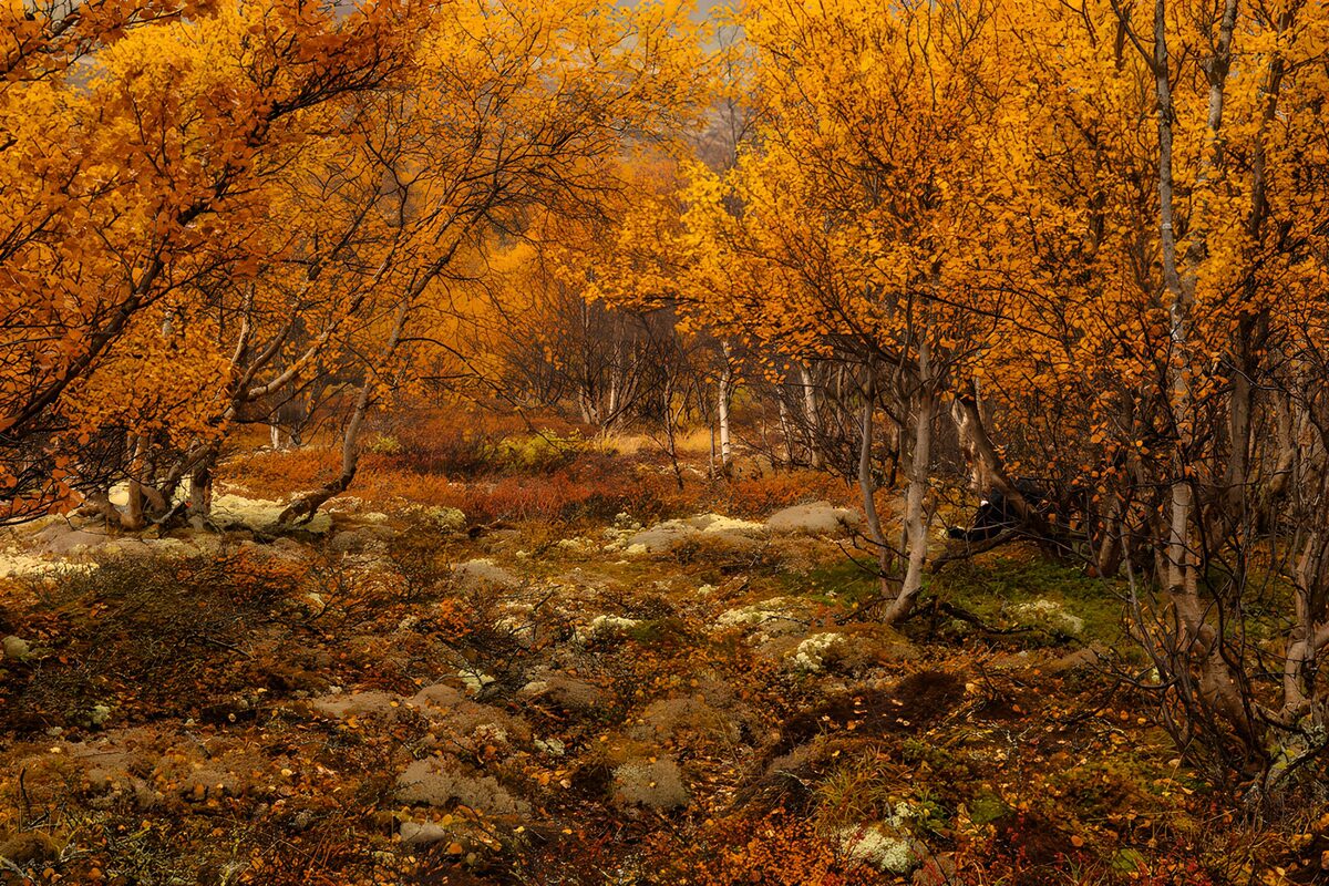 Golden Autumn Woods