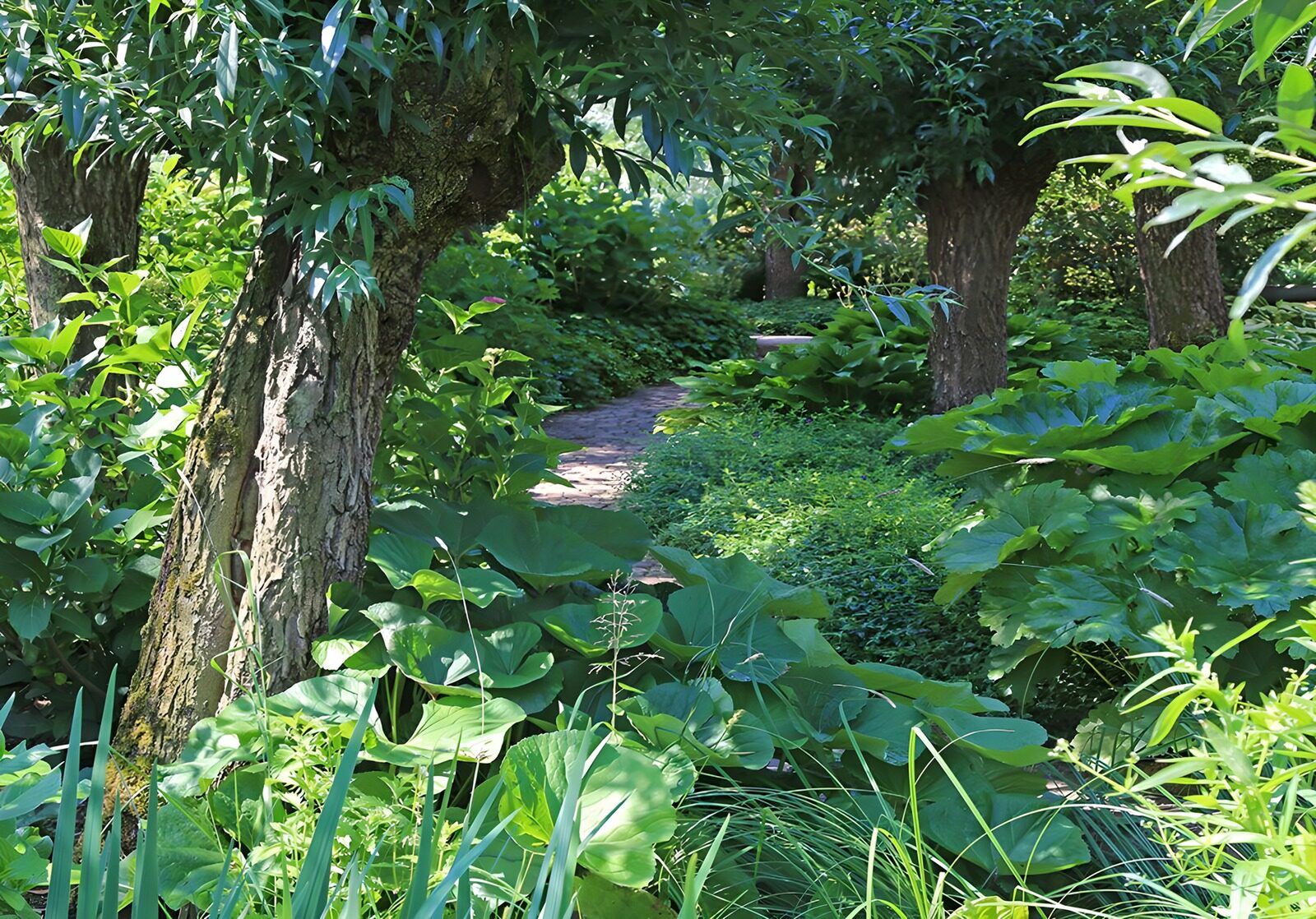 OCCOM8020629: Serene Garden Pathway Among Lush Foliage