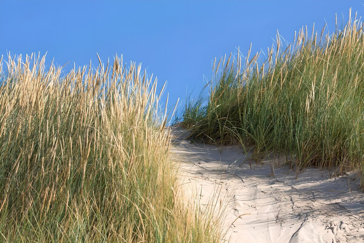 Coastal Dune with Tall Grasses