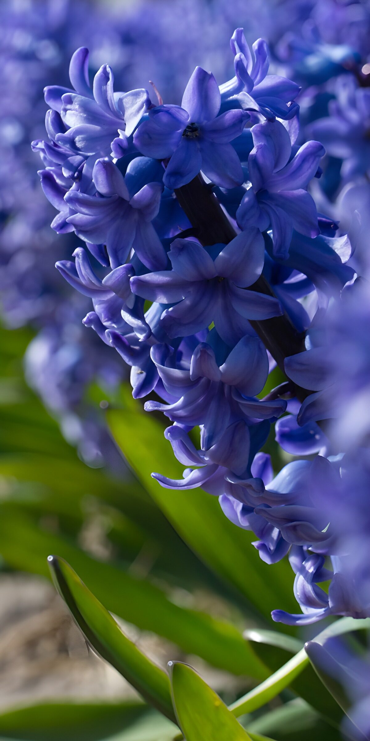 OCCOM6244148: Vibrant Purple Hyacinths in Bloom