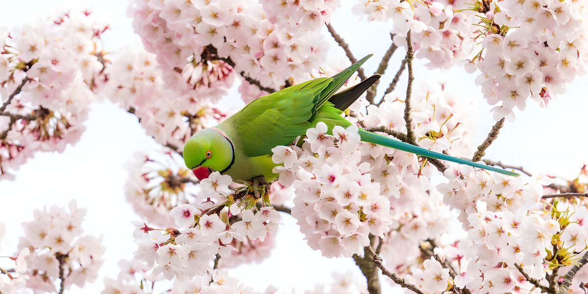 OCCOM4159360: Elegant Green Parrot Among Cherry Blossoms