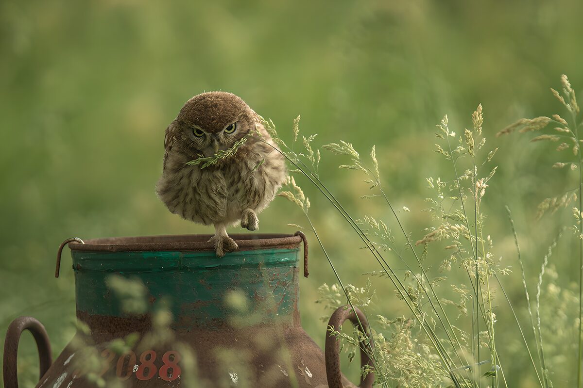 OCCOM9457472: Curious Owl on a Vintage Milk Can