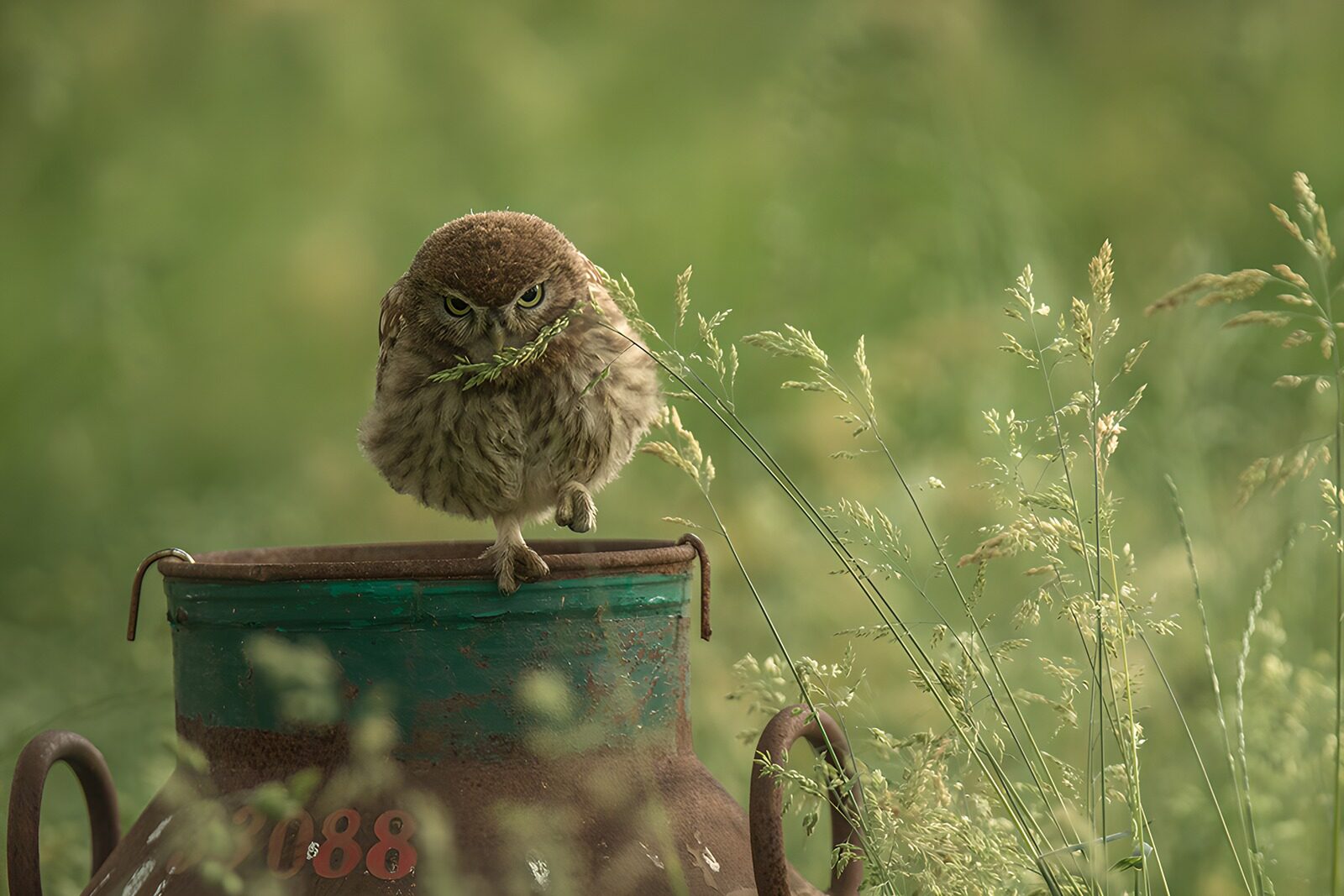 OCCOM9457472: Curious Owl on a Vintage Milk Can