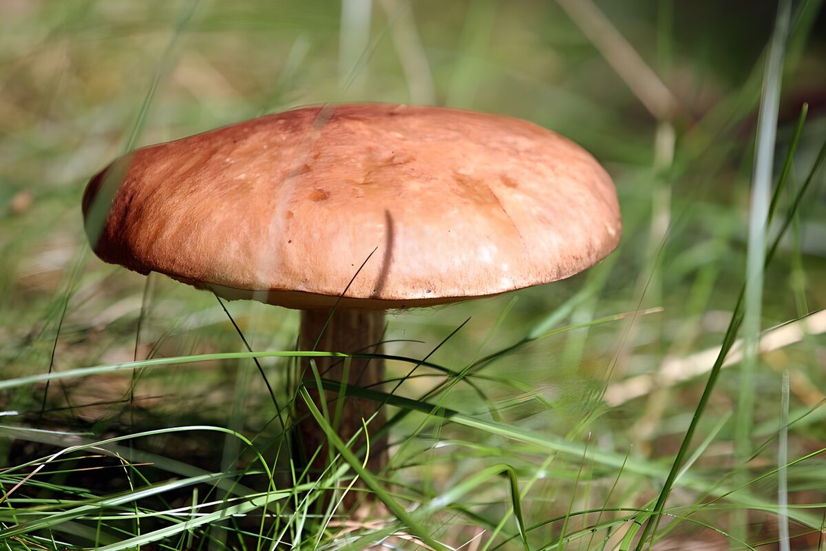 Brown Mushroom in Natural Habitat