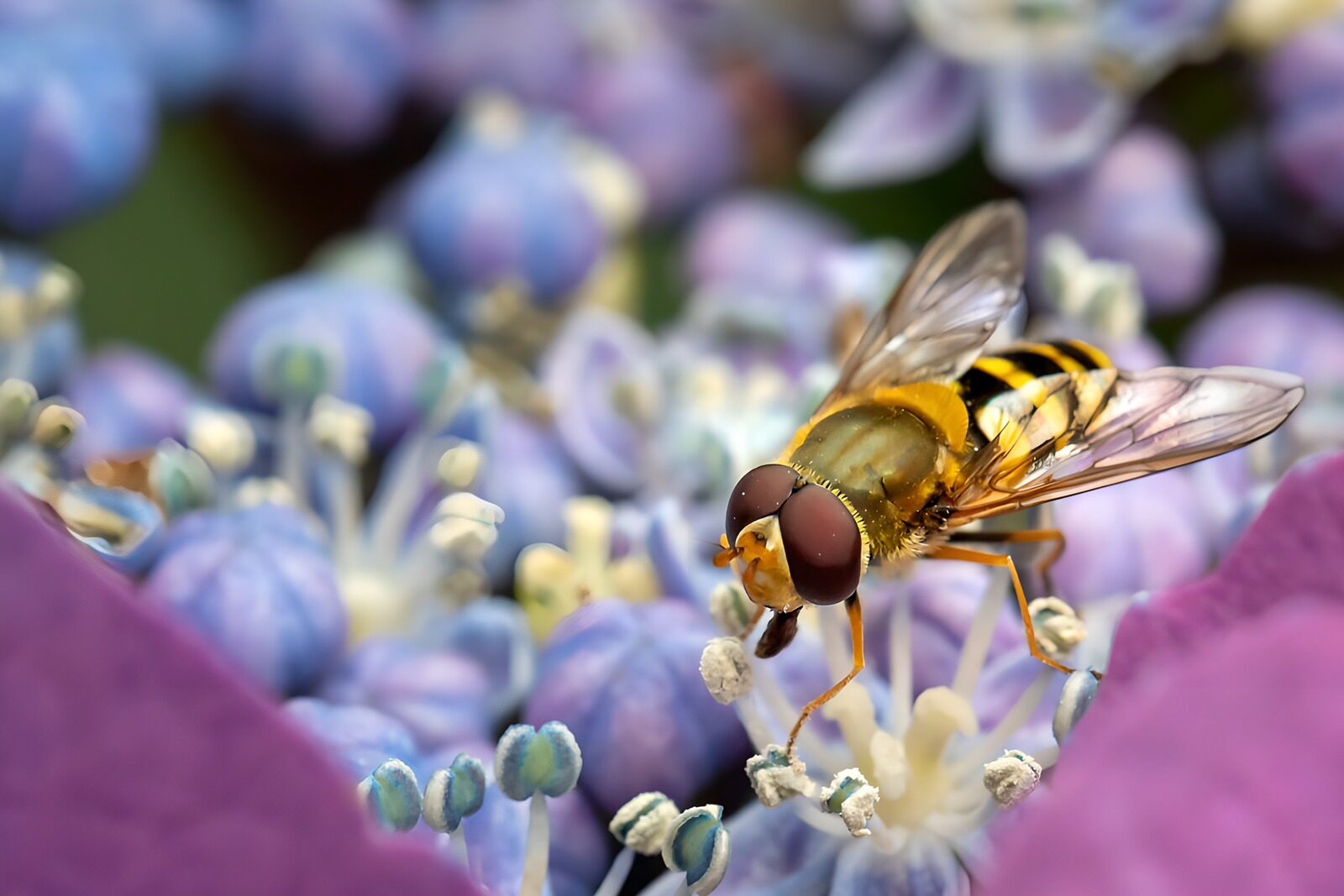 OCCOM4623290: Hoverfly on Vibrant Blue Flowers