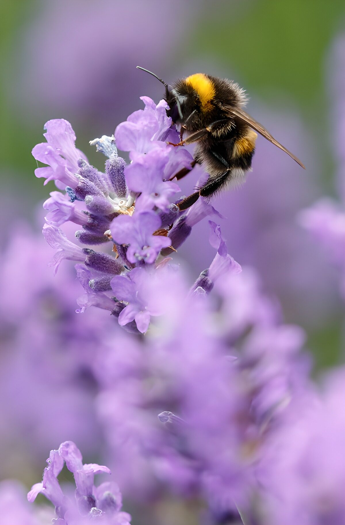 Bumblebee on Lavender Blossom