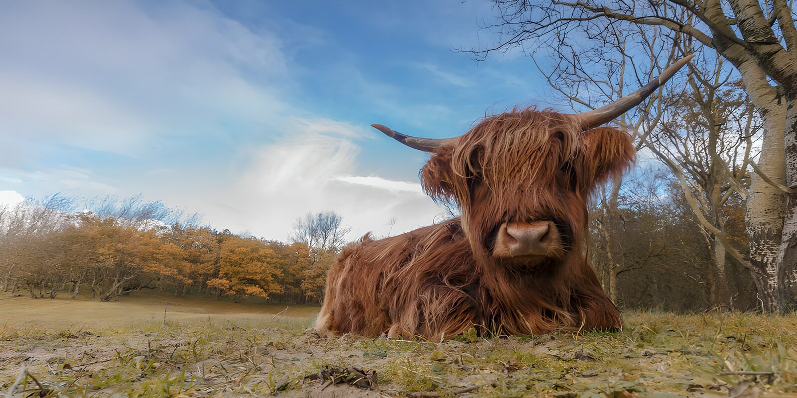 OCCOM2126225: Relaxed Highland Cow on a Sunny Day