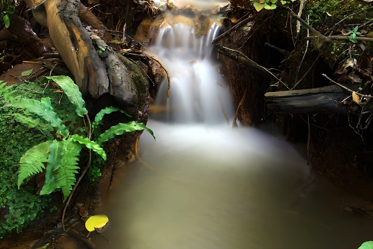 Serene Forest Stream