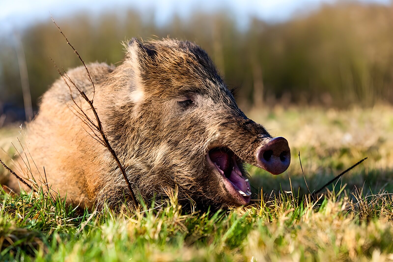 OCCOM2695532: Wild Boar in the Meadow
