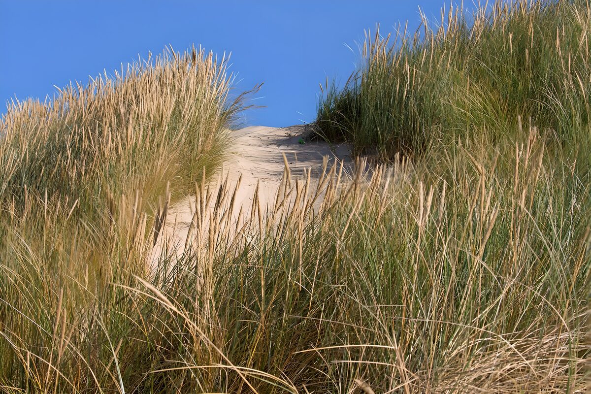 OCCOM7318630: Coastal Dune Landscape