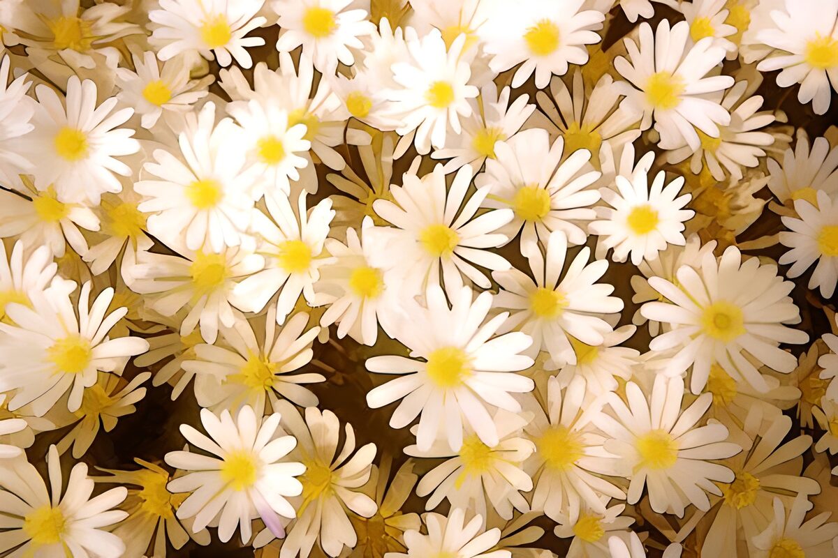 Field of White Daisies