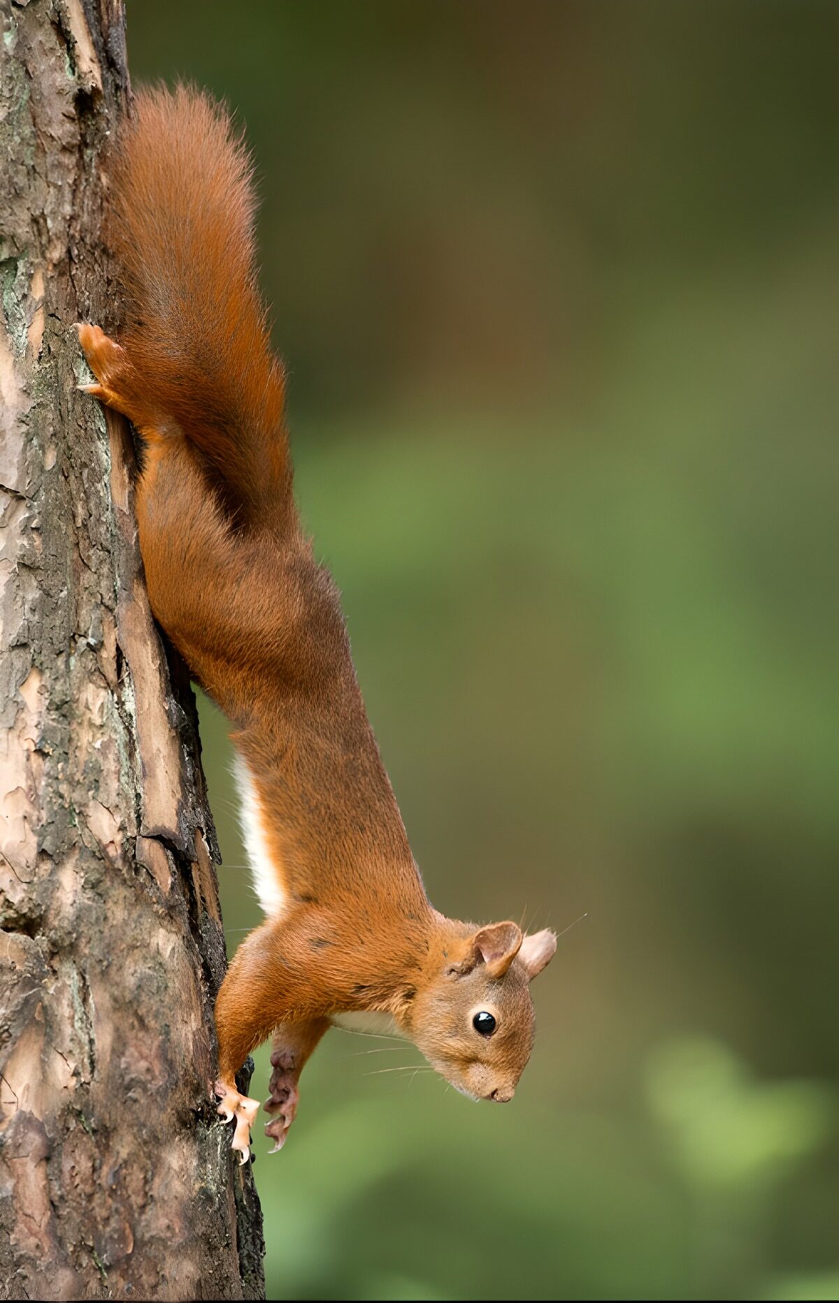: Curious Red Squirrel on a Tree