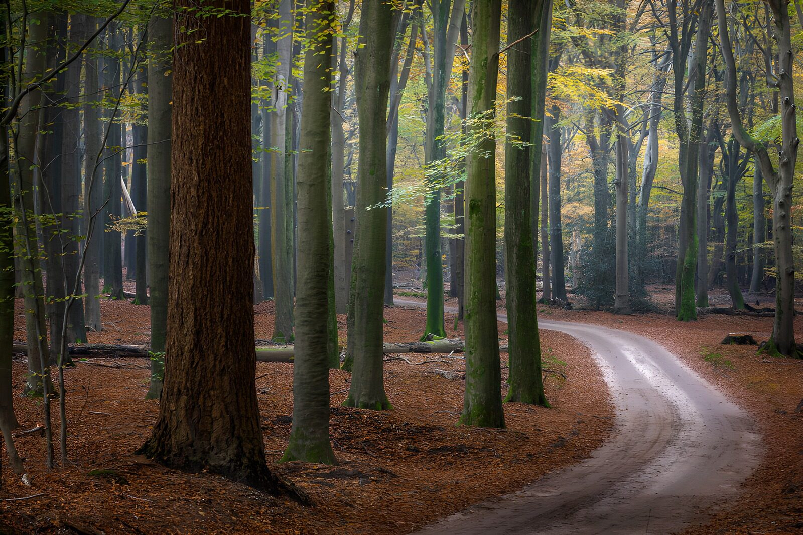 OCCOM1008166: Serene Forest Pathway in Autumn