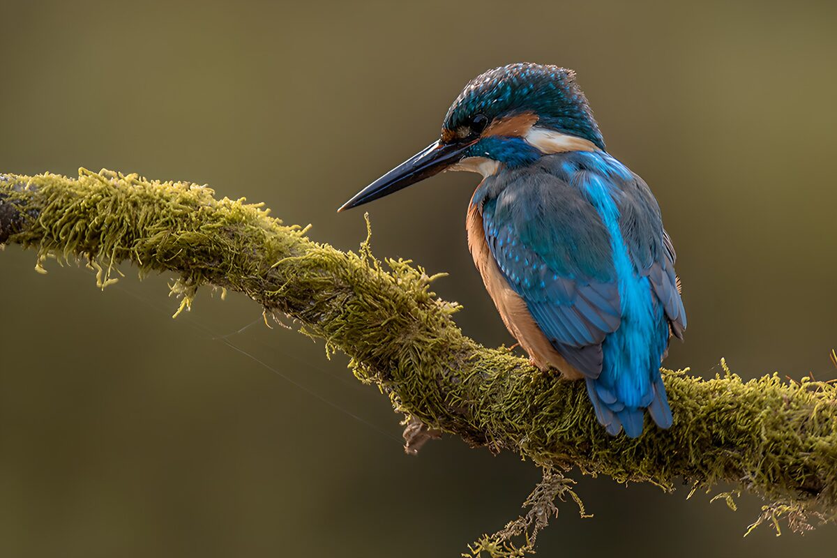 Vibrant Kingfisher Perched on a Mossy Branch
