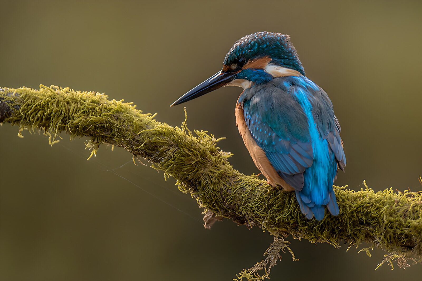 OCCOM5265694: Vibrant Kingfisher Perched on a Mossy Branch