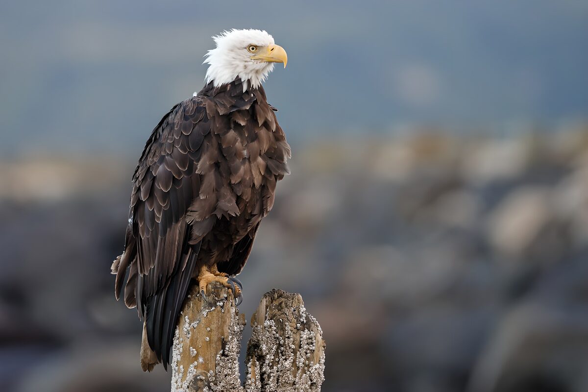 OCCOM1270238: Majestic Bald Eagle on a Perch