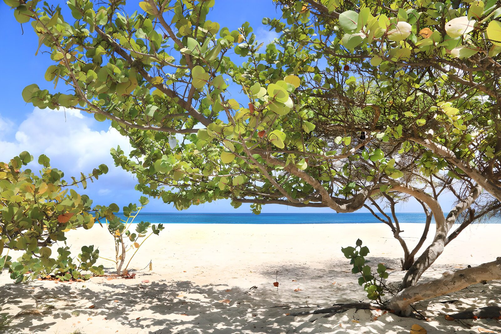 OCCOM7765528: Serenity Beneath Tropical Trees