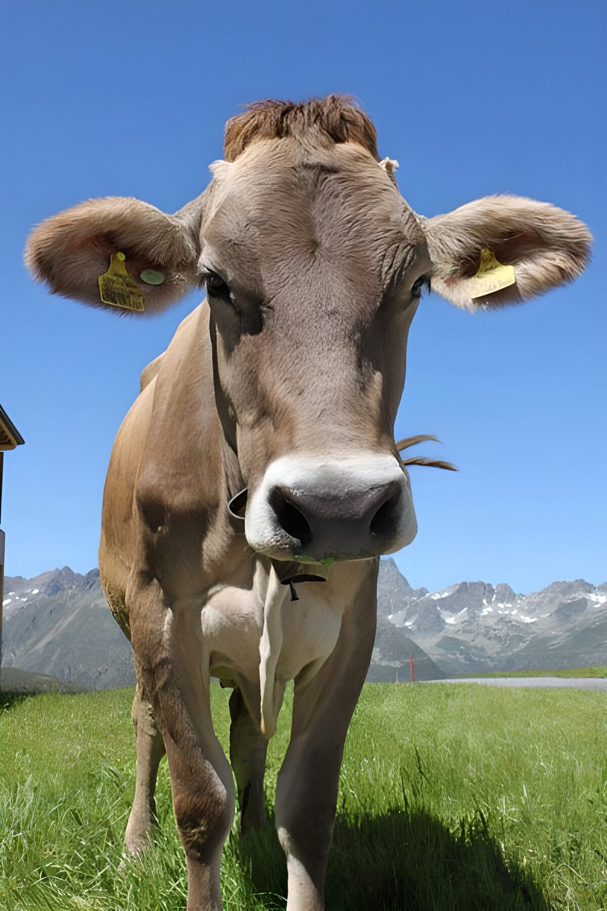 OCCOM5363384: Curious Brown Cow in Alpine Meadow