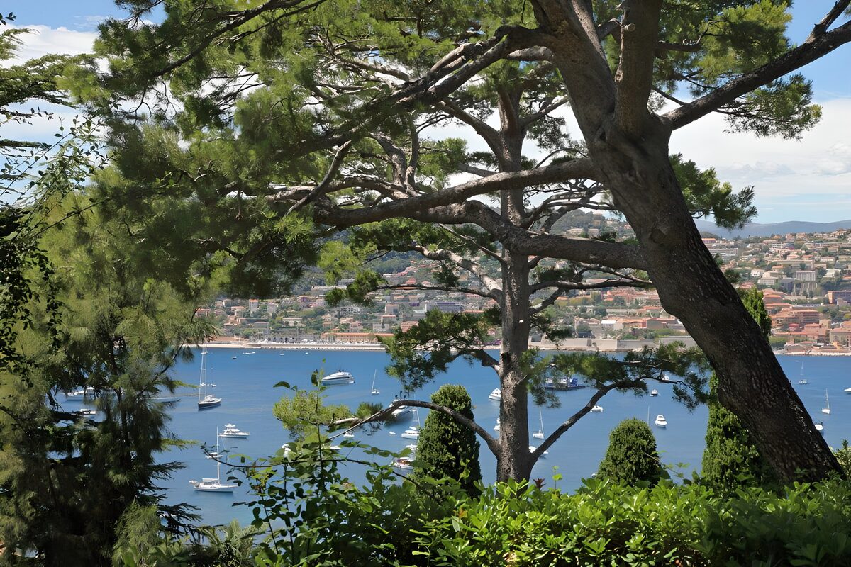 OCCOM9906312: Serene Coastal View Framed by Trees