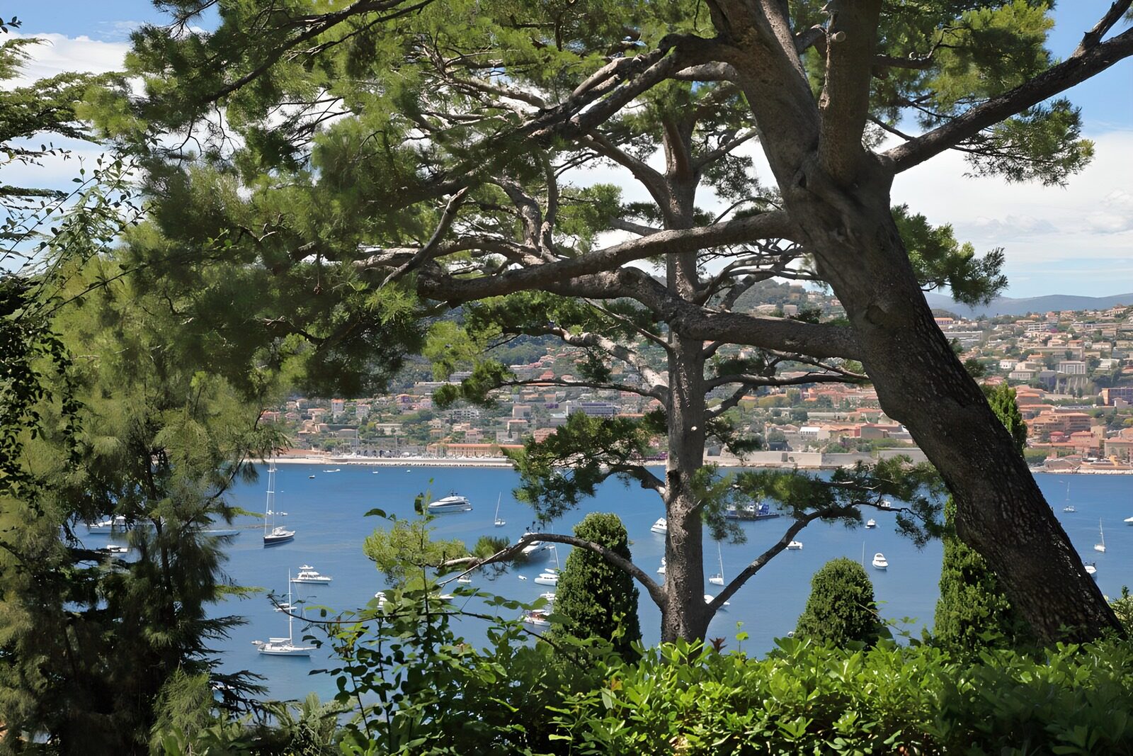 OCCOM9906312: Serene Coastal View Framed by Trees