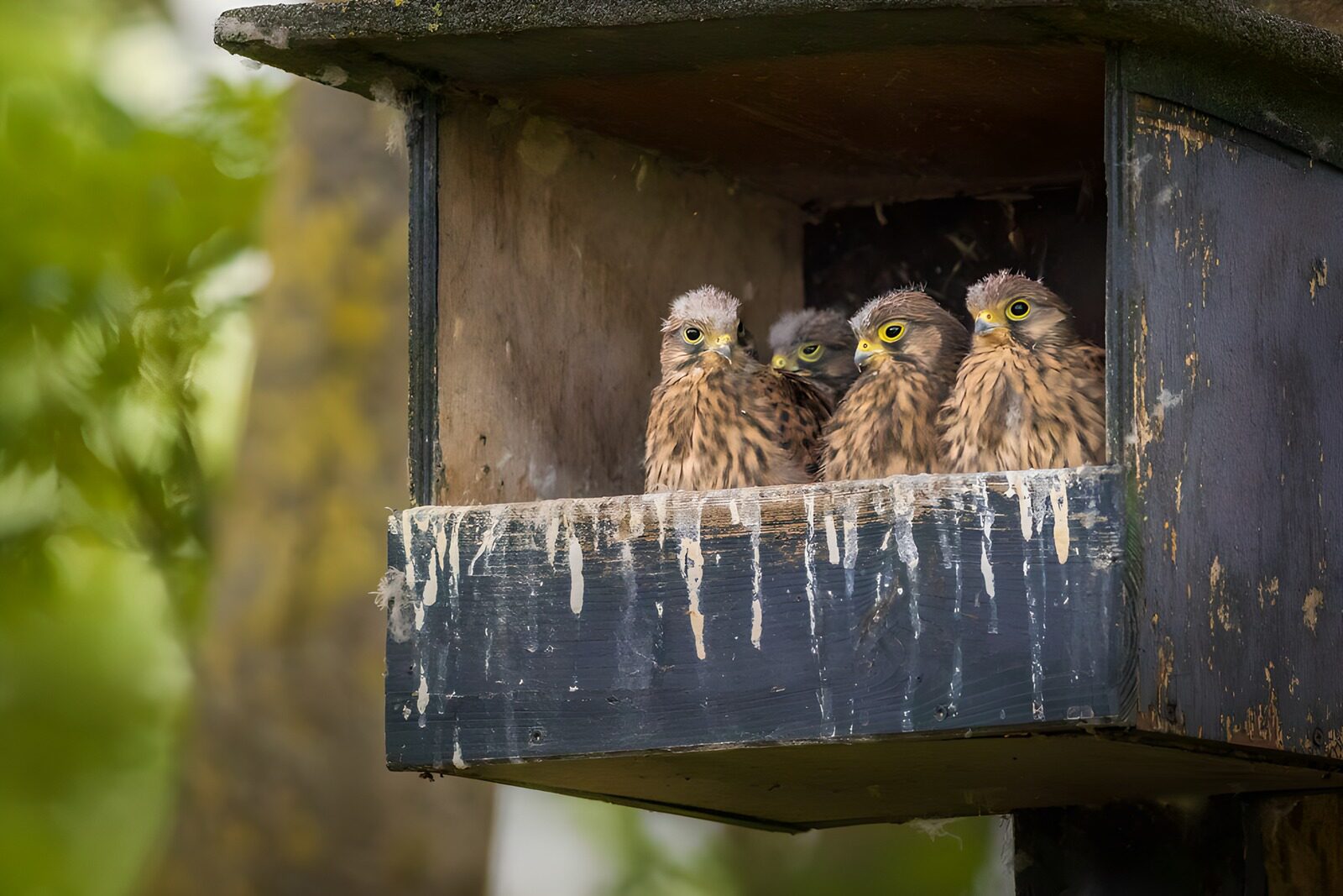 OCCOM6702614: Four Young Birds in a Nesting Box