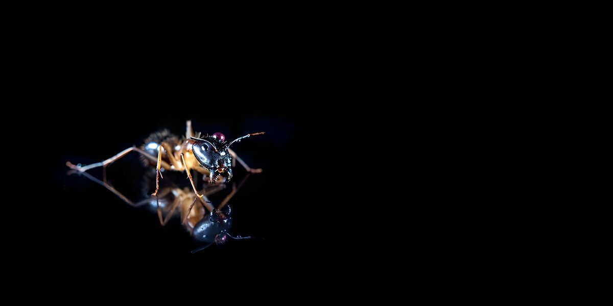 Intricate Ant Reflection