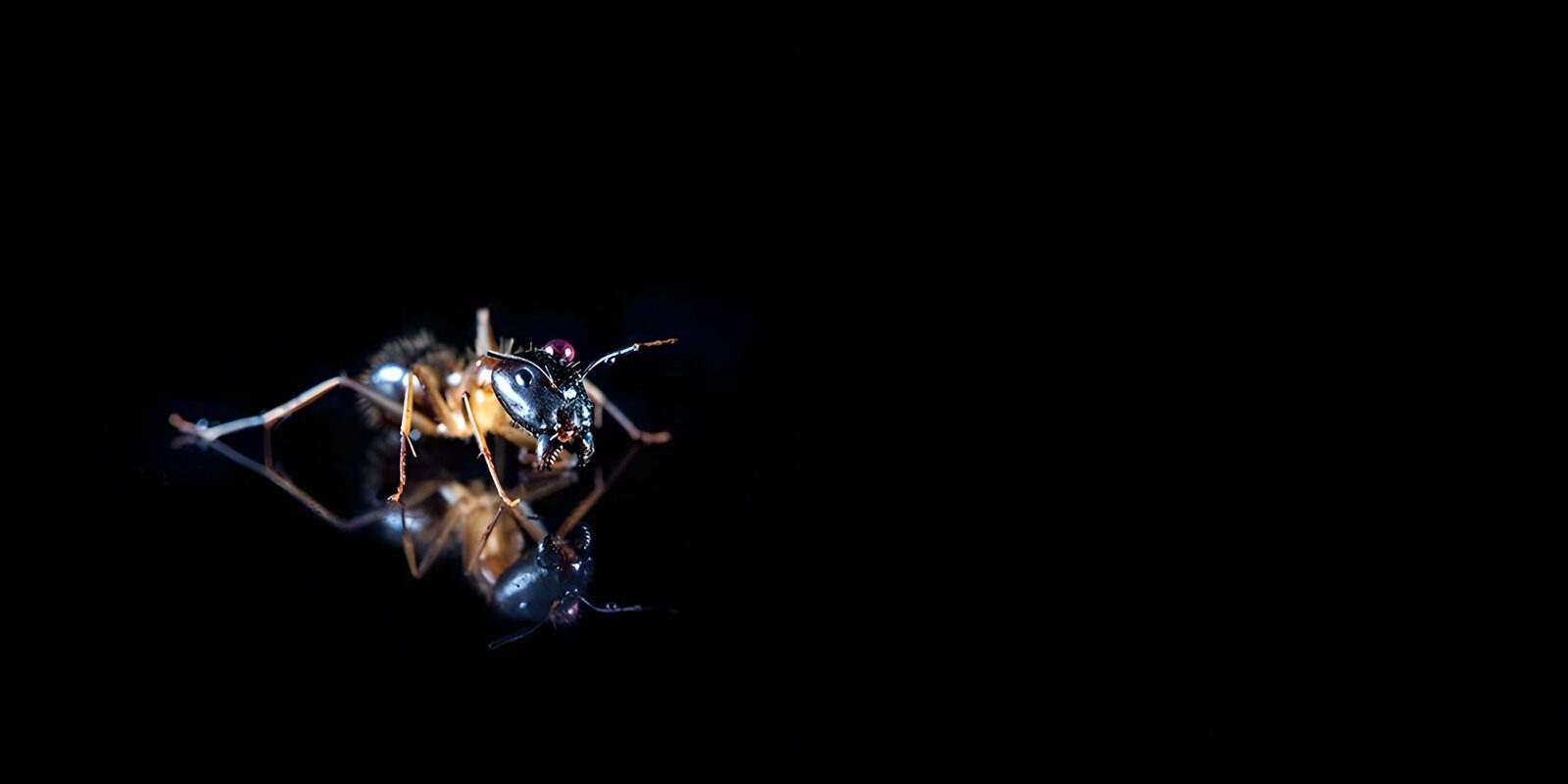 OCCOM6910675: Intricate Ant Reflection